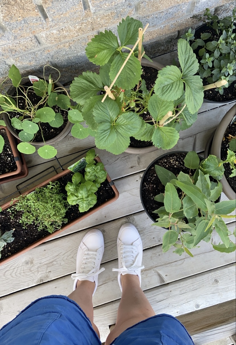 Plants en Juin - Jardinage