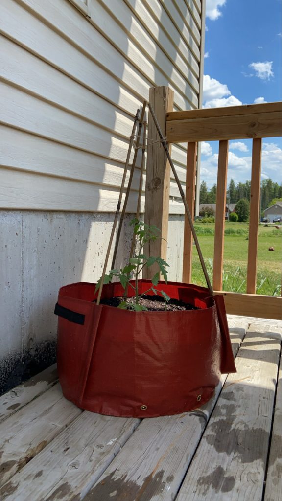 Petit plant de tomates